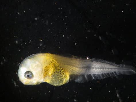 fish larvae|Fish Larvae .